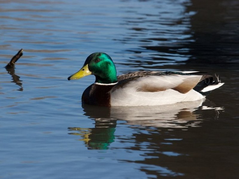 Magnificent mallards
